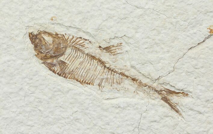 Bargain, Diplomystus Fossil Fish - Wyoming #67956